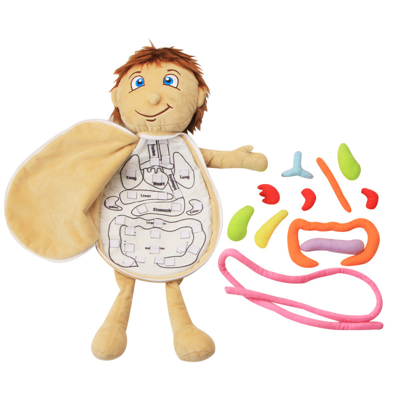 Human Body Puzzle - Viscères humaines cognitives enfant 3D Puzzle