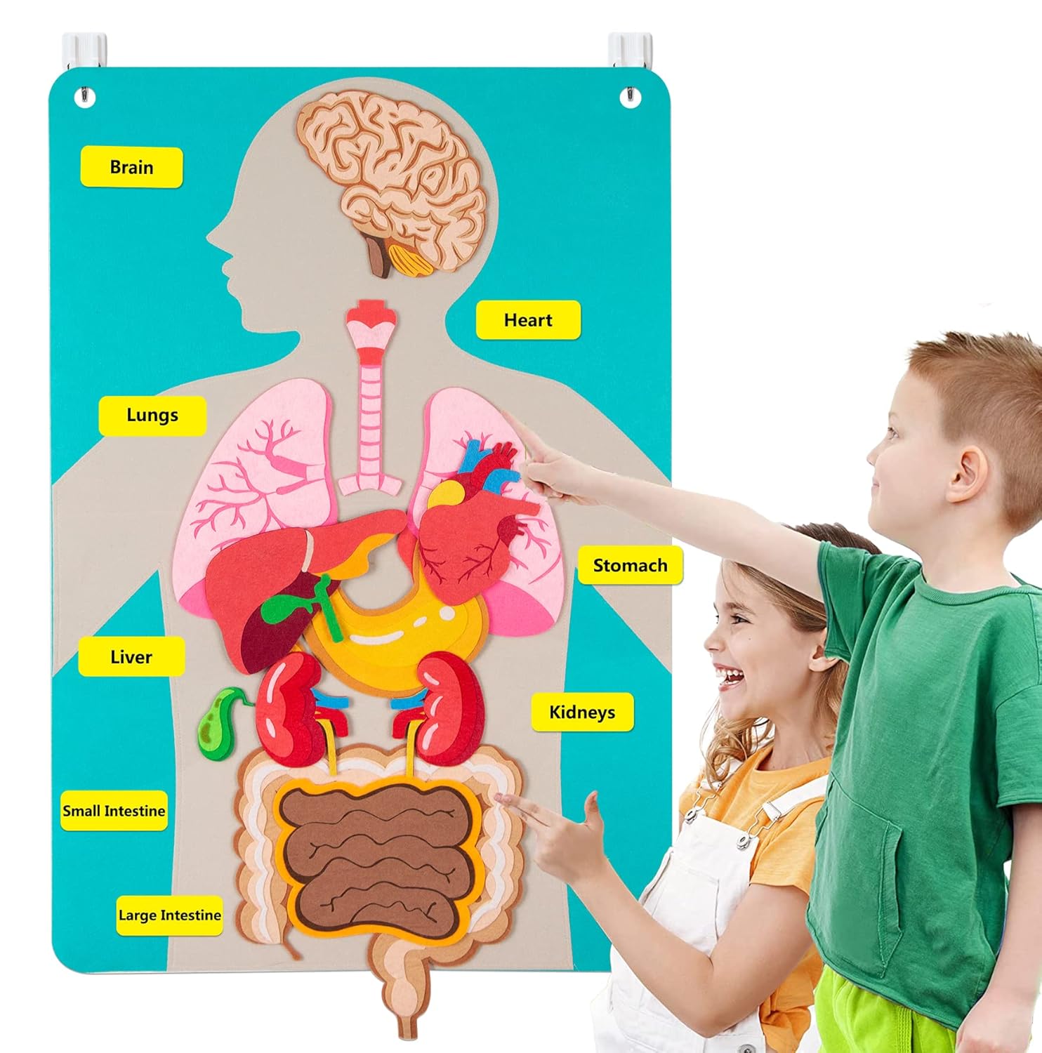 Human Body Puzzle - Pièces du corps humain, planche en