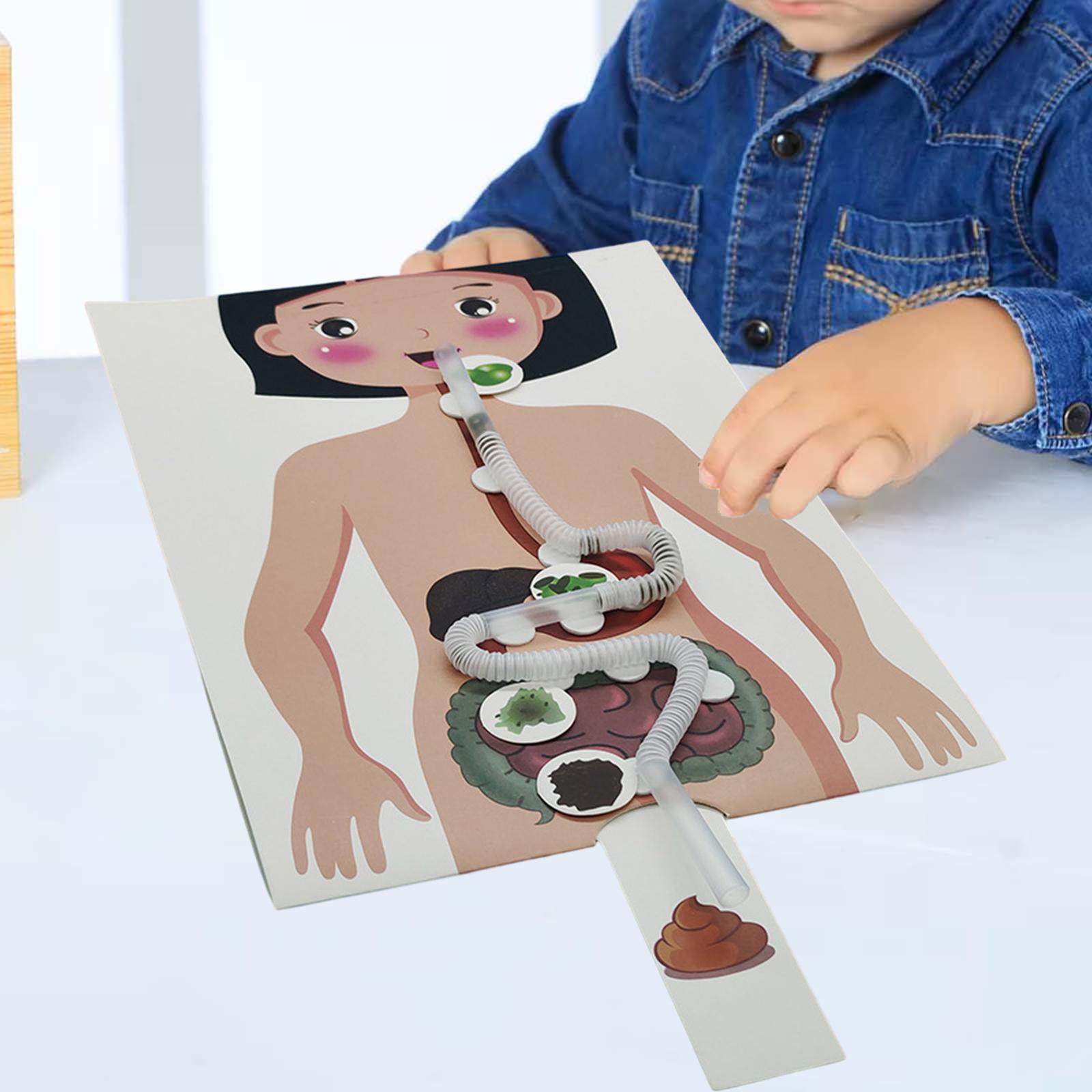 Human Body Puzzle - Modèle de système digestif humain, aide