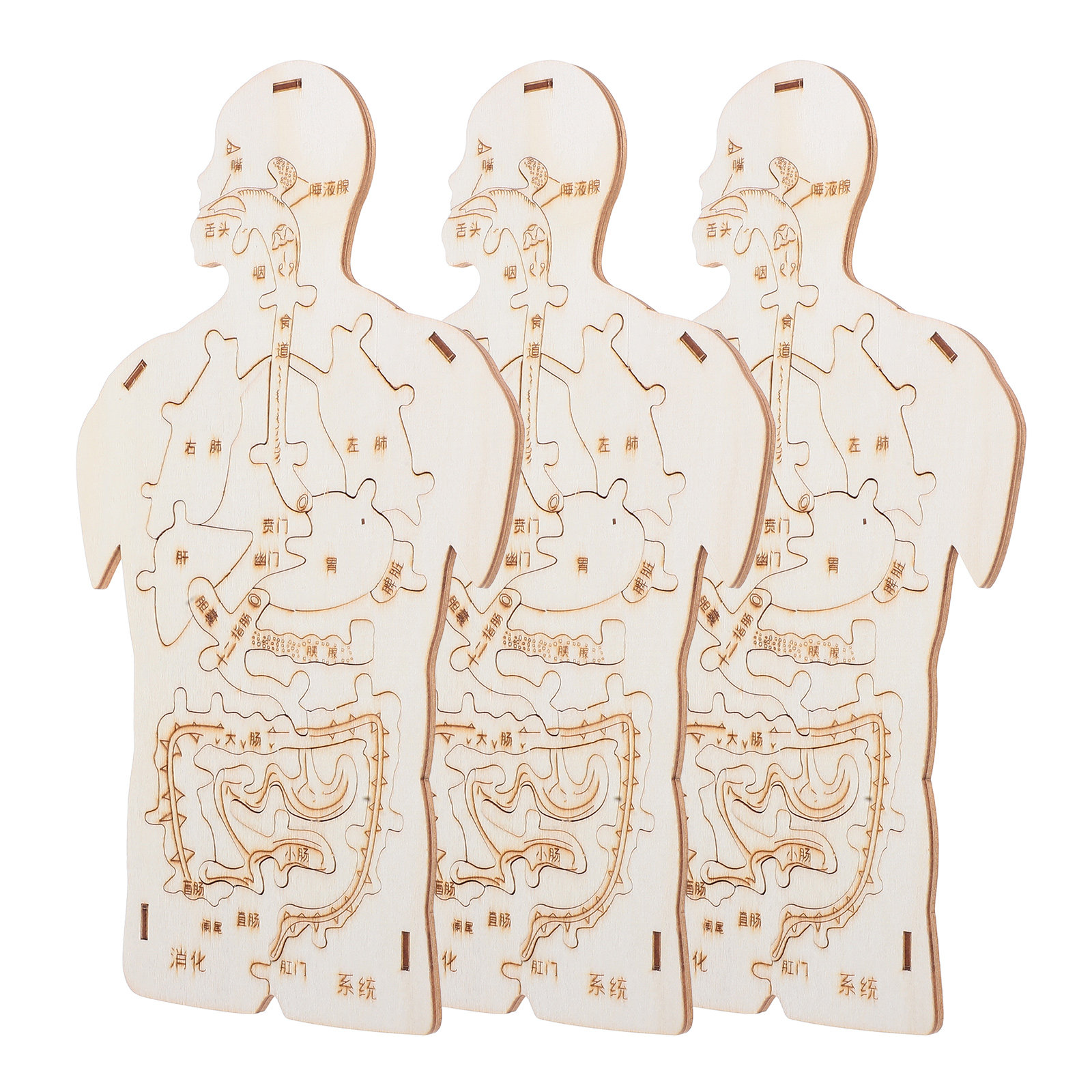 Ensemble éducatif de 3 puzzles - Human Body Puzzle avis et prix