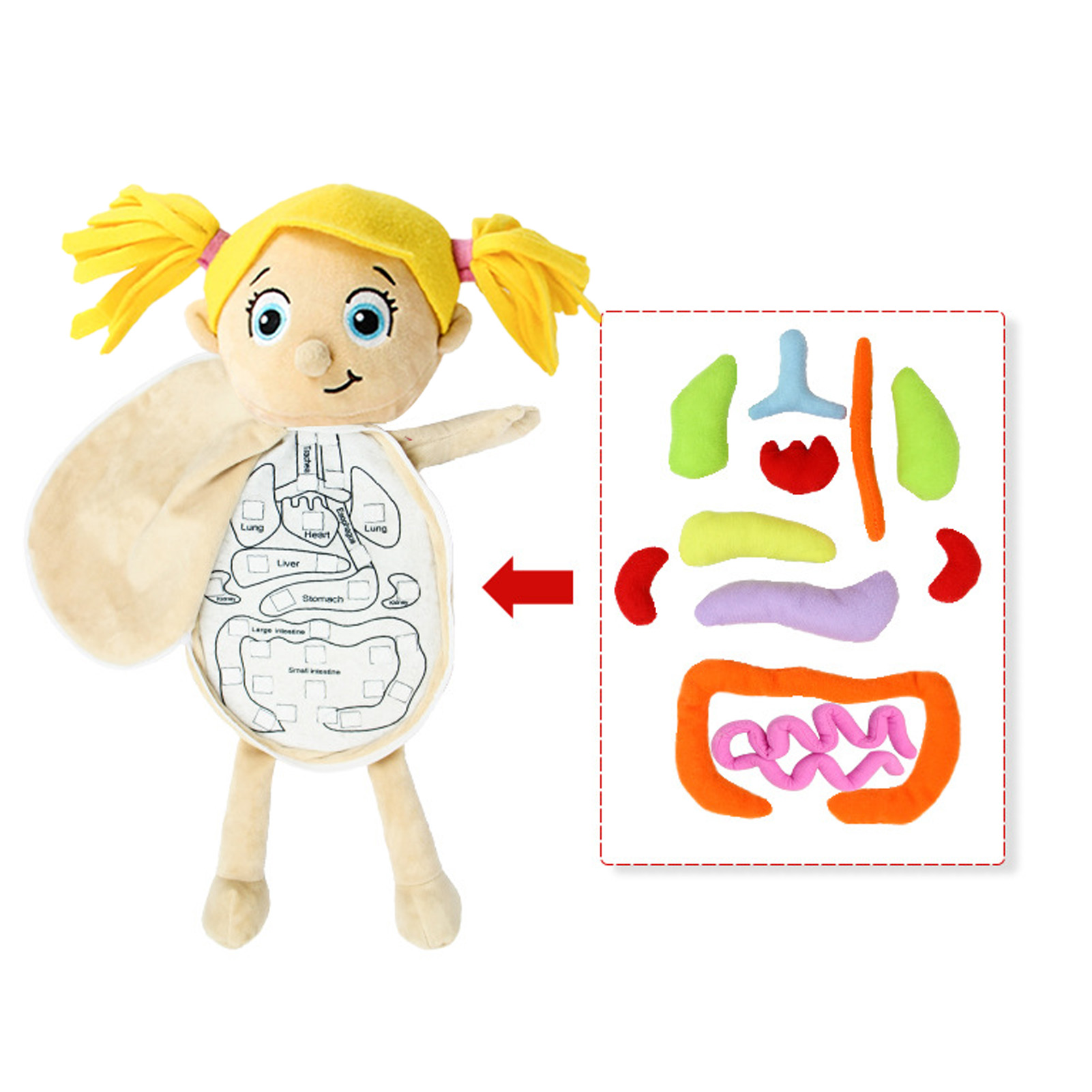 Jouet modèle d'anatomie des or - Human Body Puzzle avis et prix