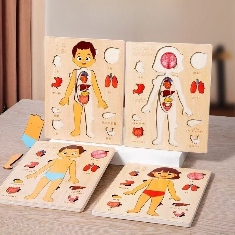 Puzzles Montessori, planche oc - Human Body Puzzle avis et prix