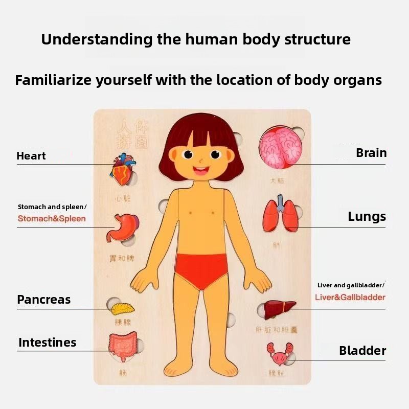 Puzzles Montessori, planche oc - Human Body Puzzle avis et prix