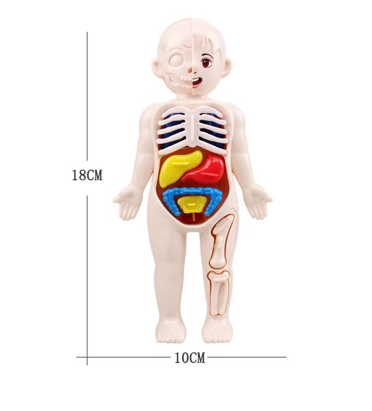 Puzzle 3D Montessori 14 pièces - Human Body Puzzle avis et prix
