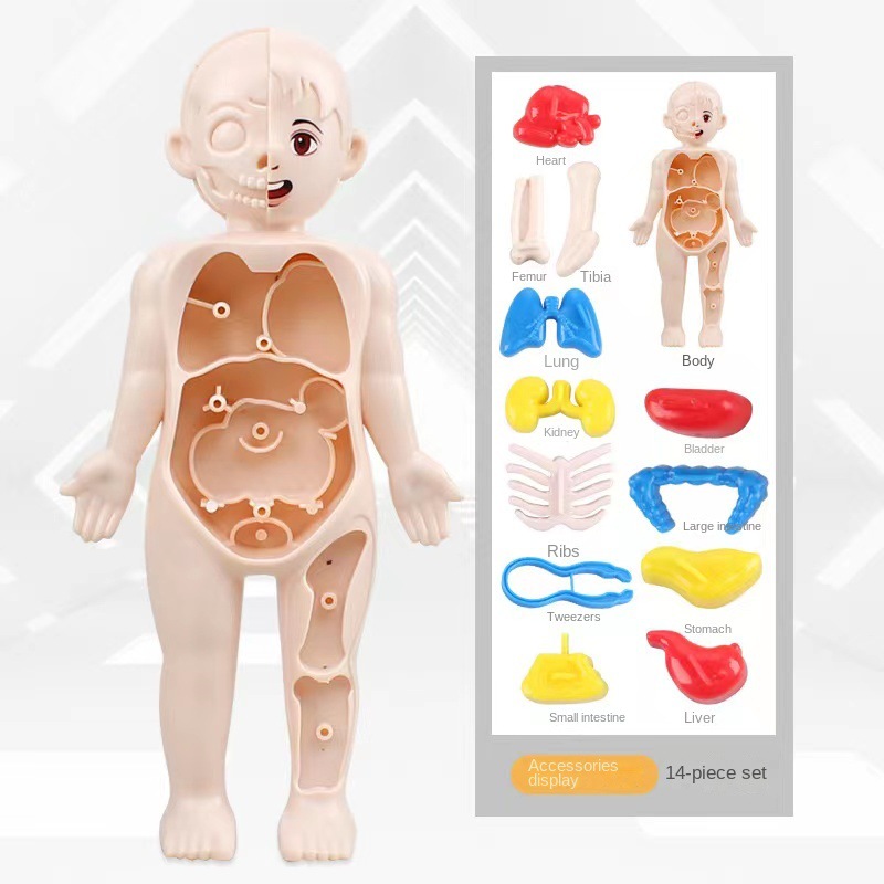 Puzzle 3D Montessori 14 pièces - Human Body Puzzle avis et prix