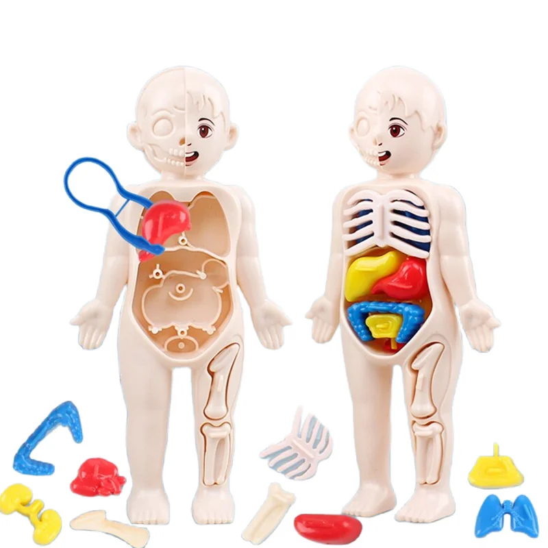 Puzzle 3D Montessori 14 pièces - Human Body Puzzle avis et prix
