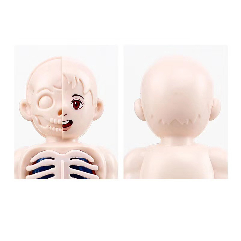 Puzzle 3D Montessori 14 pièces - Human Body Puzzle avis et prix