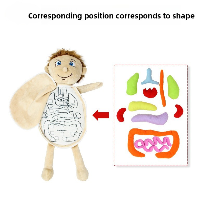 Puzzle de cognition des organe - Human Body Puzzle avis et prix