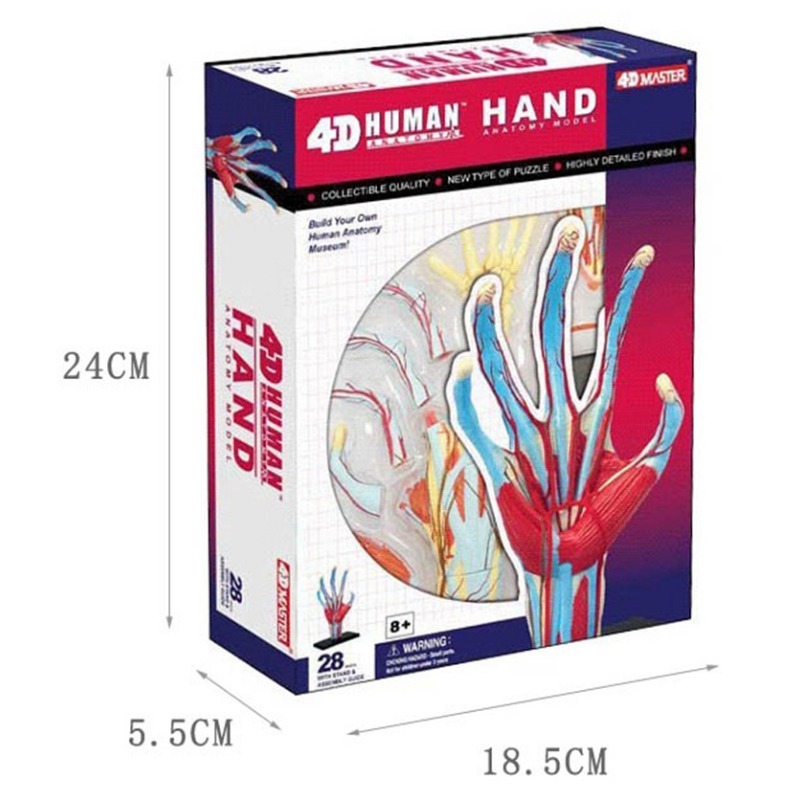 4d maître main humaine os musc - Human Body Puzzle avis et prix