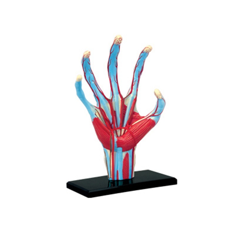 4d maître main humaine os musc - Human Body Puzzle avis et prix