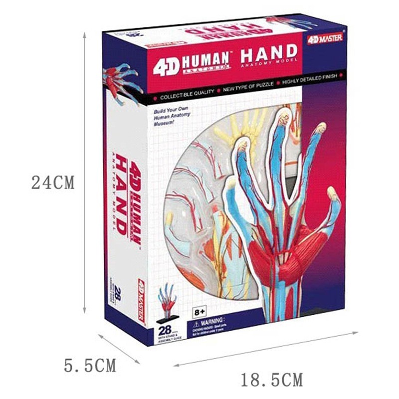 4d maître main humaine os musc - Human Body Puzzle avis et prix
