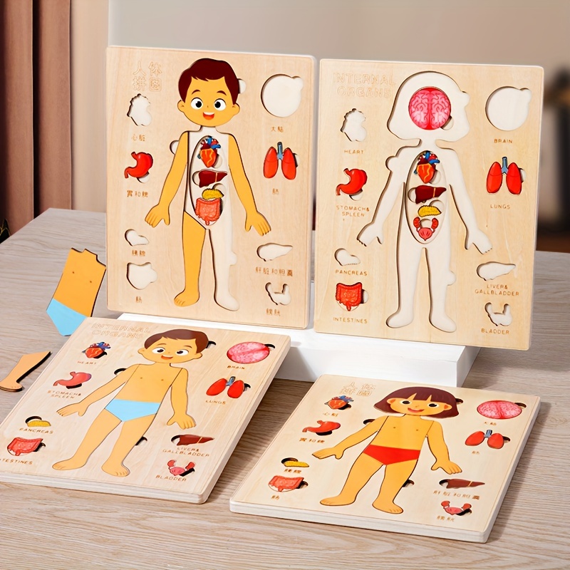 Ensemble de jeu de puzzle d'an - Human Body Puzzle avis et prix