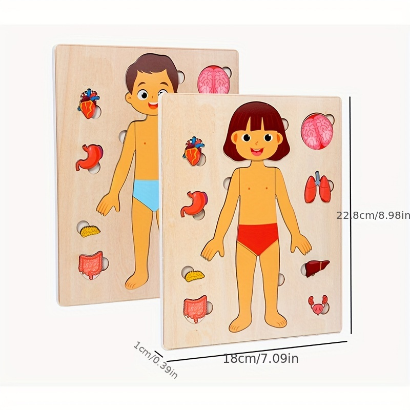 Ensemble de jeu de puzzle d'an - Human Body Puzzle avis et prix