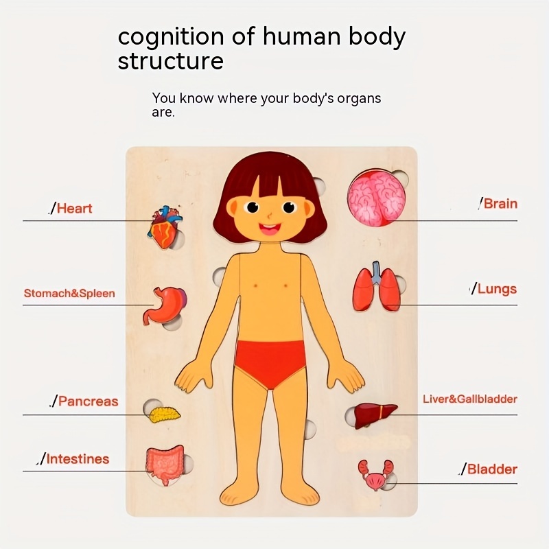 Ensemble de jeu de puzzle d'an - Human Body Puzzle avis et prix