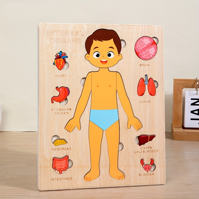 Ensemble de jeu de puzzle d'an - Human Body Puzzle avis et prix