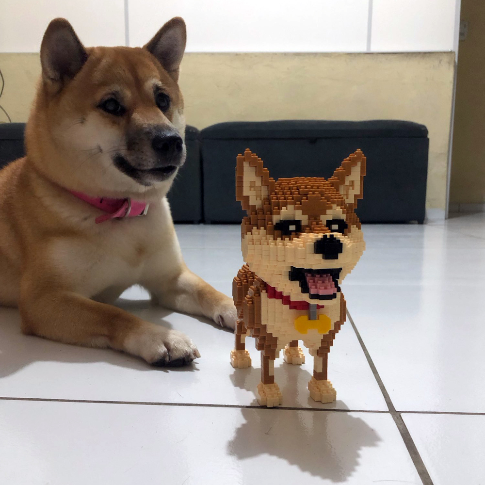 KNEW BUILT Shiba Inu chiens mo - Kids Education And Recreation avis et prix
