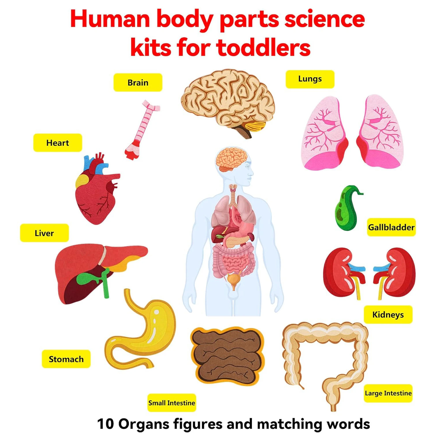 Pièces du corps humain, planch - Human Body Puzzle avis et prix
