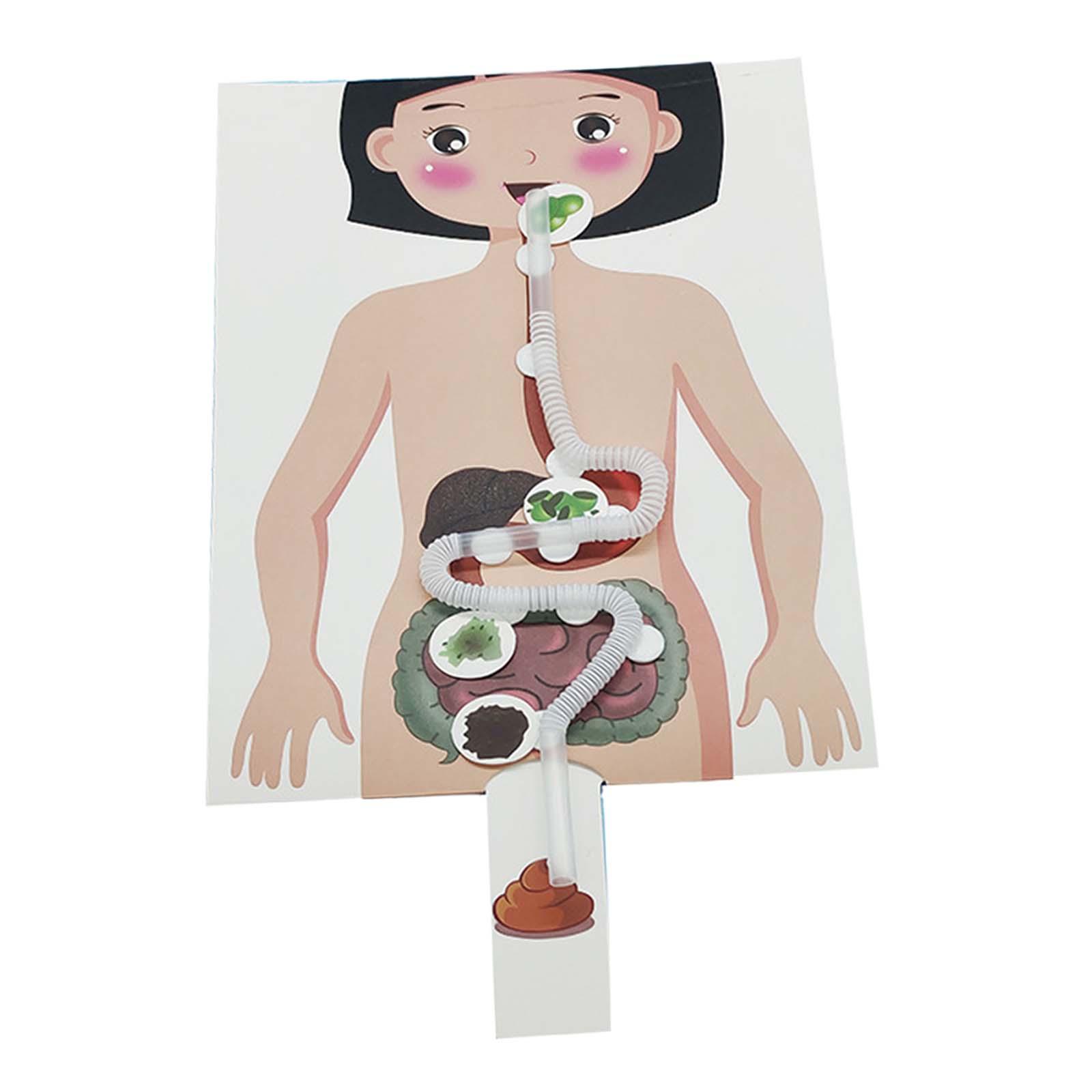 Modèle de système digestif hum - Human Body Puzzle avis et prix