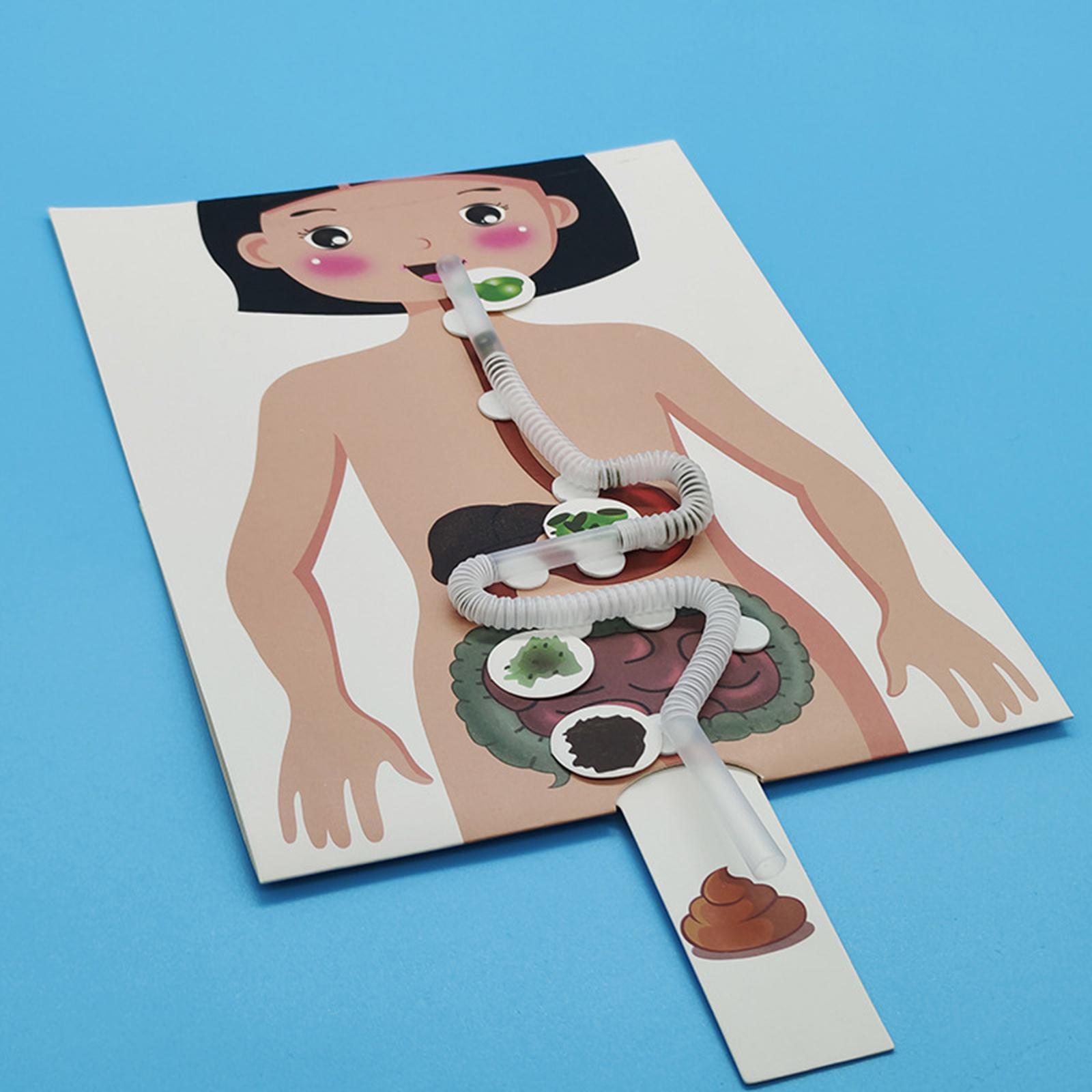 Modèle de système digestif hum - Human Body Puzzle avis et prix