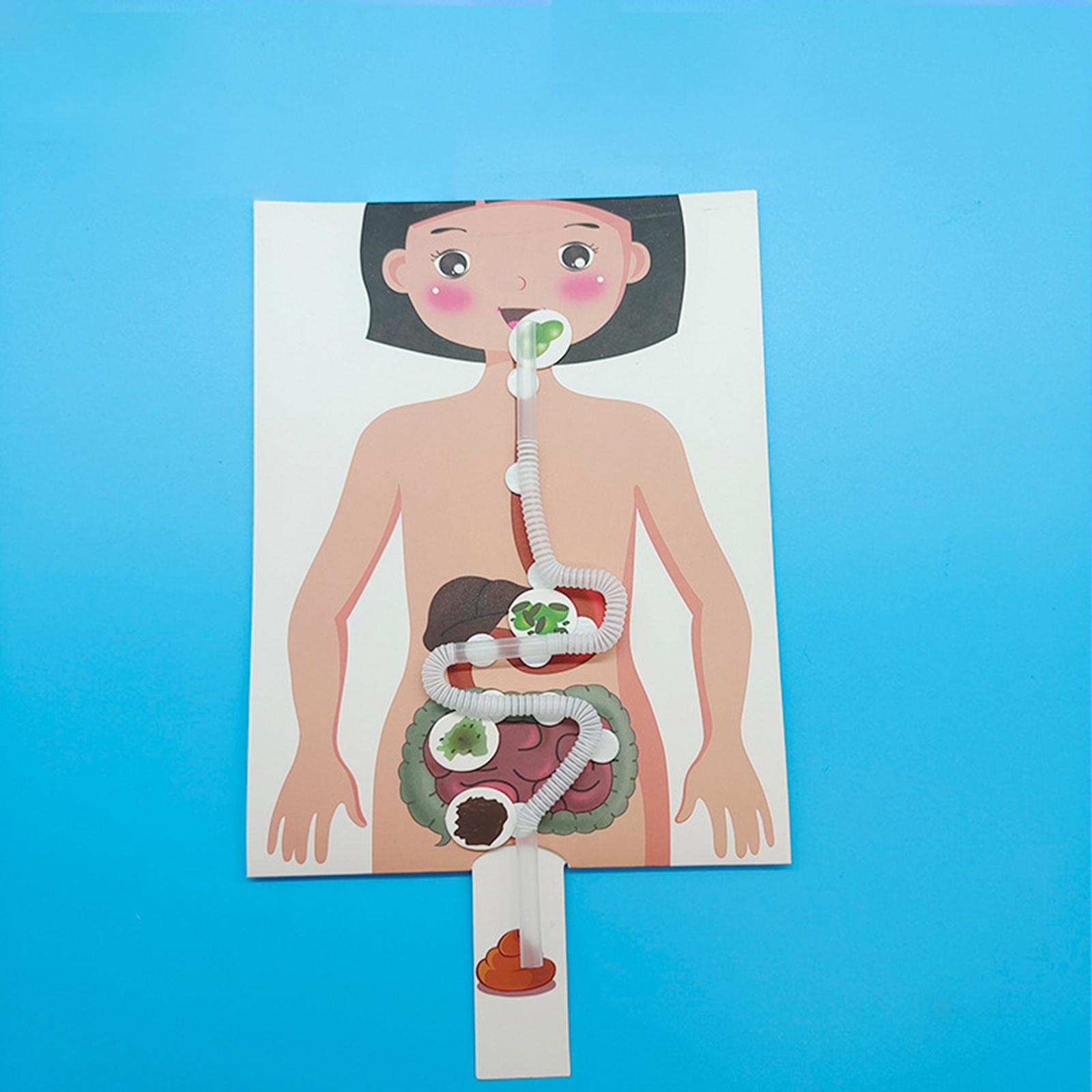 Modèle de système digestif hum - Human Body Puzzle avis et prix