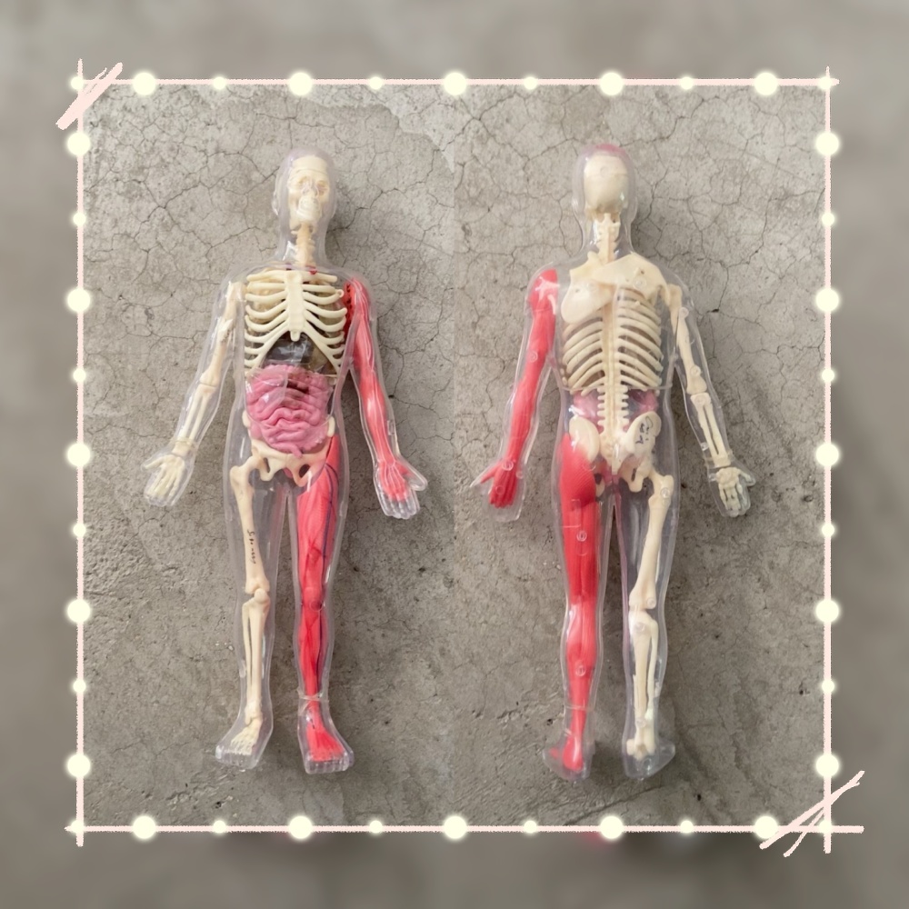 En stock, Modèle d'organe huma - Human Body Puzzle avis et prix