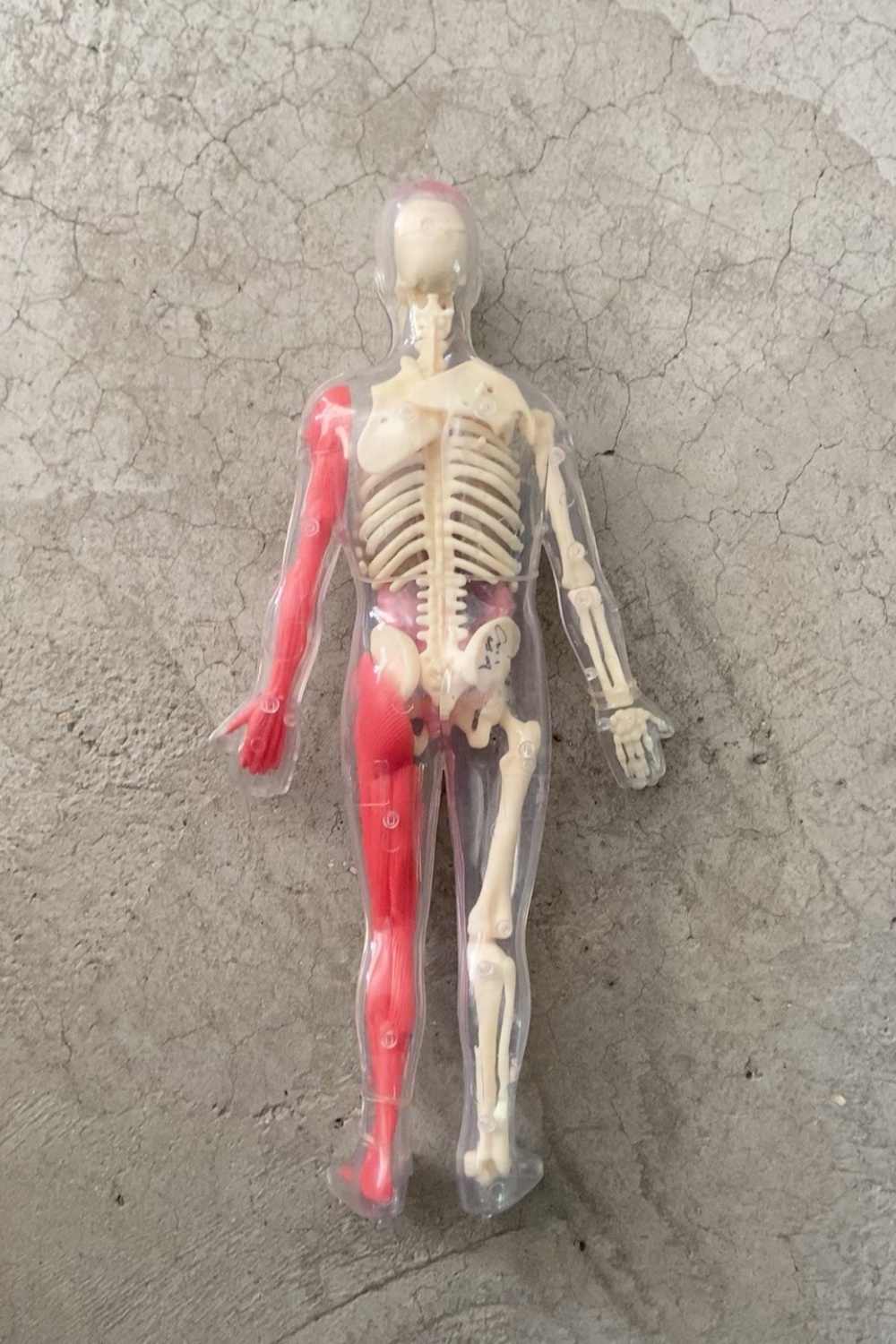 En stock, Modèle d'organe huma - Human Body Puzzle avis et prix