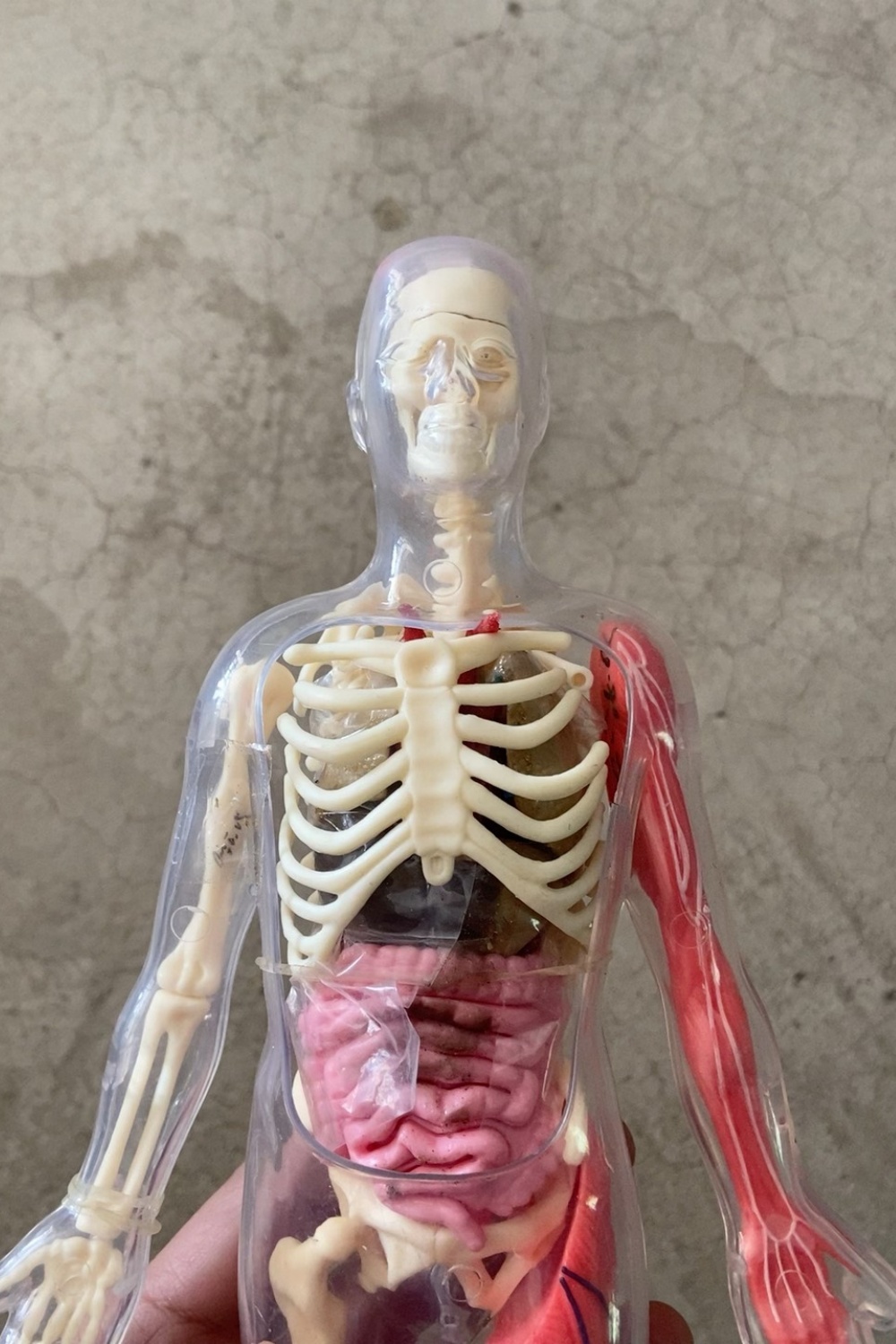 En stock, Modèle d'organe huma - Human Body Puzzle avis et prix