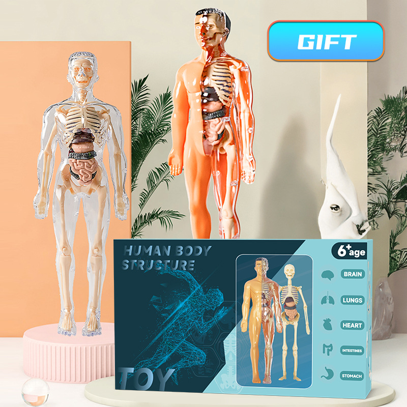 Modèle de torse humain 3D, squ - Human Body Puzzle avis et prix