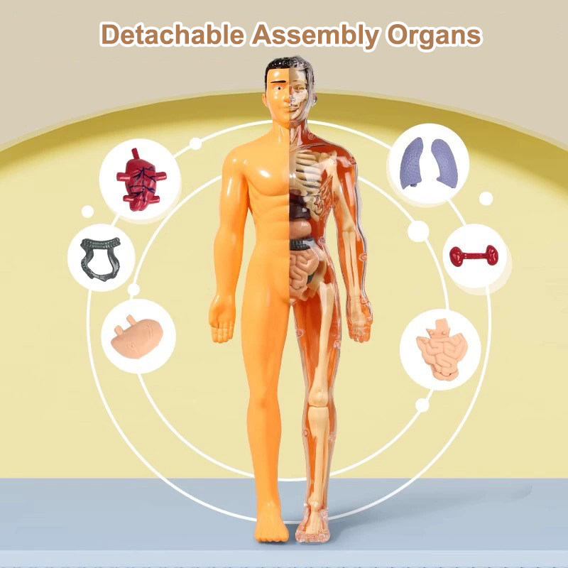 Modèle de torse humain 3D, squ - Human Body Puzzle avis et prix