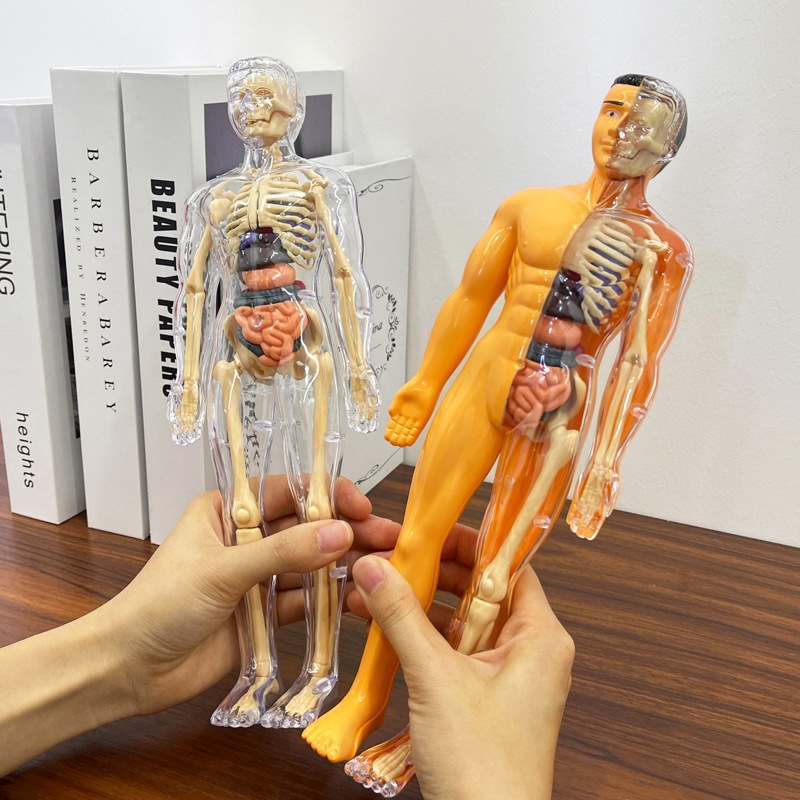 Modèle de torse humain 3D, squ - Human Body Puzzle avis et prix