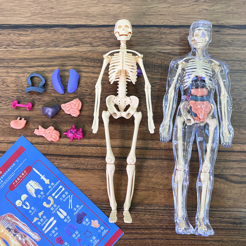Modèle de torse humain 3D, squ - Human Body Puzzle avis et prix